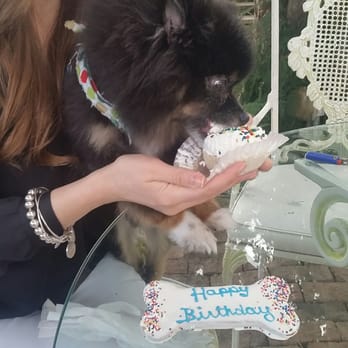 The Dog Bar - One happy 5 year old! - Pet Stores Near Me - Miami Beach, Florida The Dog Bar - One happy 5 year old! - Pet Stores Near Me - Miami Beach, Florida