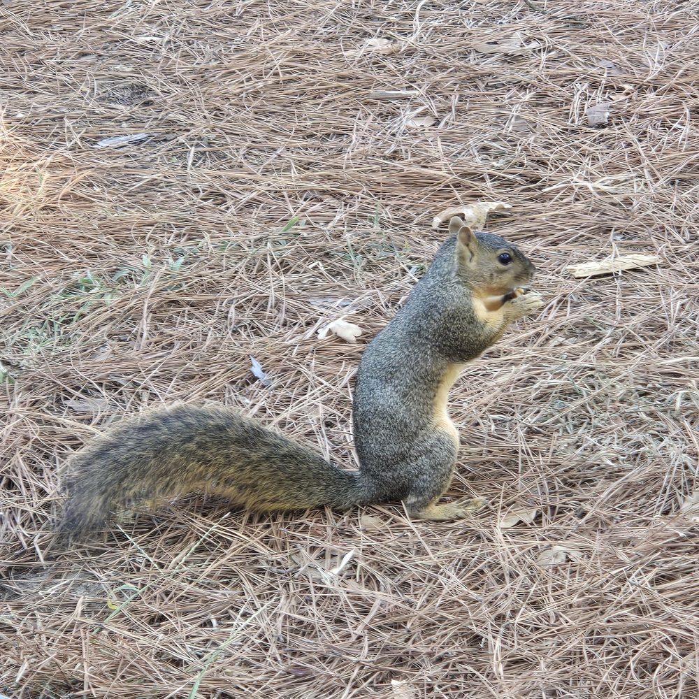 Bastrop State Park - Parks Near Me - Bastrop, Texas