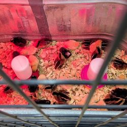 BLAIN'S FARM & FLEET - Elgin, IL - Baby chicks have arrived!
