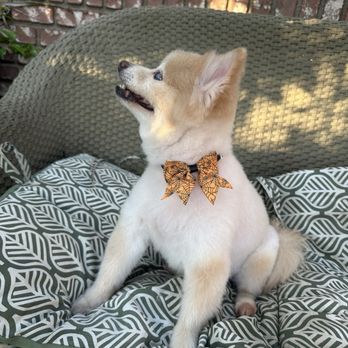 Paws Appeal Grooming - Pet Groomers Near Me - Lake Elsinore, California