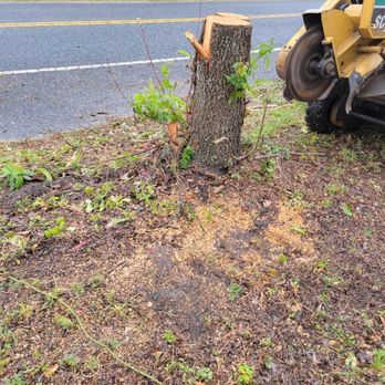 Tools On Wheels - a tree stump being cut by a machine - General Contractors Near Me - Orlando, Florida Tools On Wheels - a tree stump being cut by a machine - General Contractors Near Me - Orlando, Florida