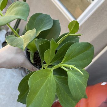 Plant Me Later - Hoya Pachyclada - Nurseries & Gardening Near Me - Albuquerque, New Mexico