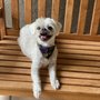 Photo of All Dogs go to Brenda - Dog Grooming