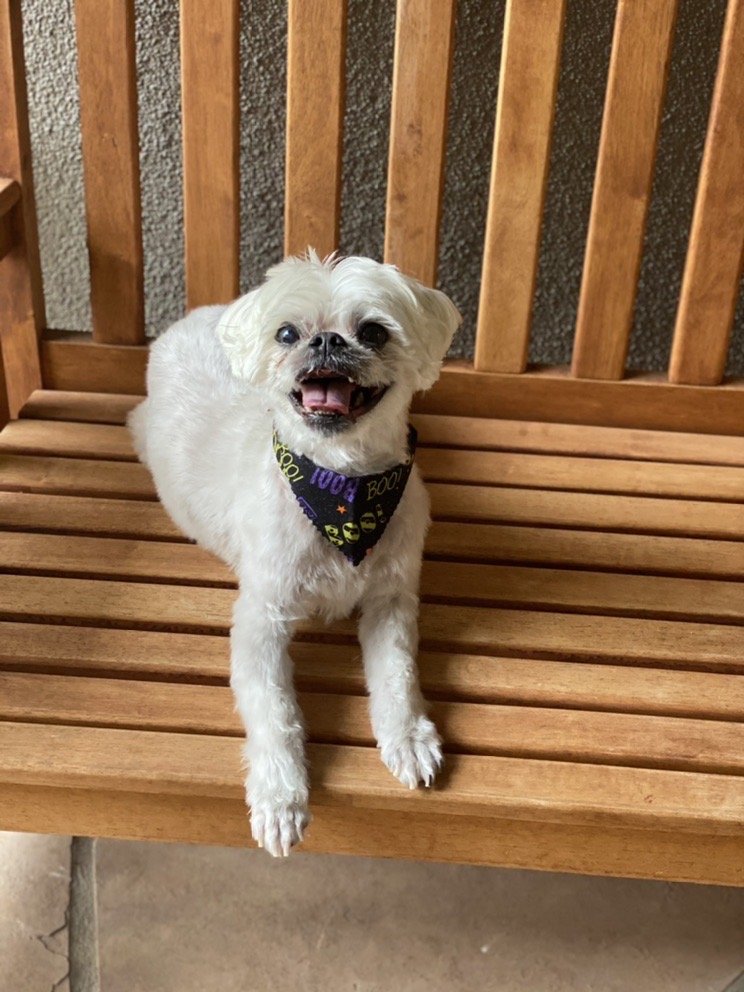 ALL DOGS GO TO BRENDA DOG GROOMING Updated June 2024 35011 N 3rd