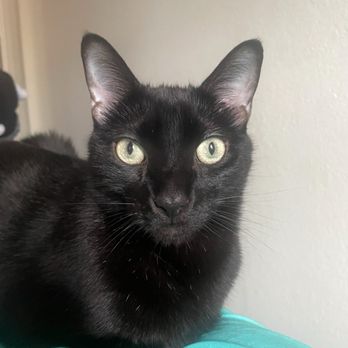 IPet Care & Holistic - This is him two weeks after "iPet Care & Holistic. - Holistic Animal Care Near Me - Valley Village, California IPet Care & Holistic - This is him two weeks after "iPet Care & Holistic. - Holistic Animal Care Near Me - Valley Village, California