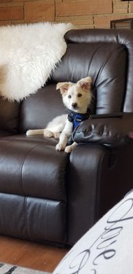 pets corner love harness