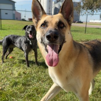 Happy Wagging Tails Dog Boarding - Pet Boarding Near Me - Trimont, Minnesota Happy Wagging Tails Dog Boarding - Pet Boarding Near Me - Trimont, Minnesota