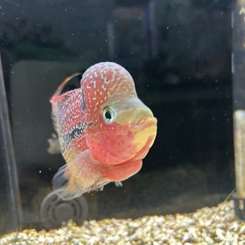 Lotus Aquarium - Aquarium Services Near Me - Lawndale, California Lotus Aquarium - Aquarium Services Near Me - Lawndale, California