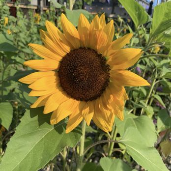 Witch's Hat Brewing Company - Breweries Near Me - South Lyon, Michigan Witch's Hat Brewing Company - Breweries Near Me - South Lyon, Michigan