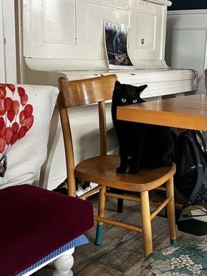 Romeow Cat Bistrot by null