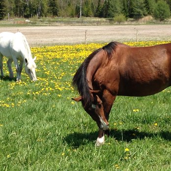Sweetwater Stable - Summer time - Horse Boarding Near Me - Blackstock, Ontario Sweetwater Stable - Summer time - Horse Boarding Near Me - Blackstock, Ontario