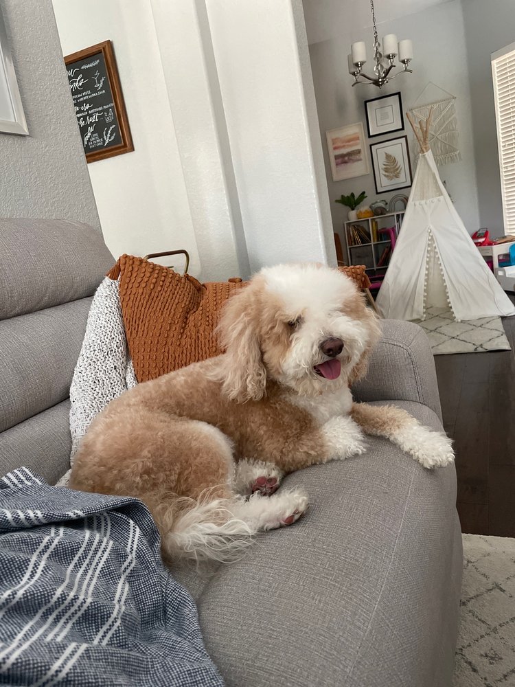 SCRUFFY BUDDIES MOBILE DOG SPA Updated September 2024 14 Photos Arlington, Texas Pet