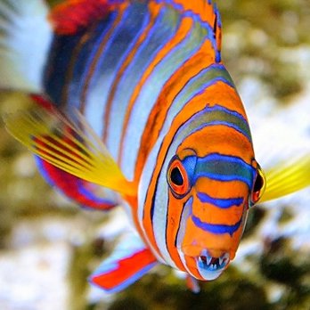 Fish World - Pet Stores Near Me - Richmond, Virginia Fish World - Pet Stores Near Me - Richmond, Virginia