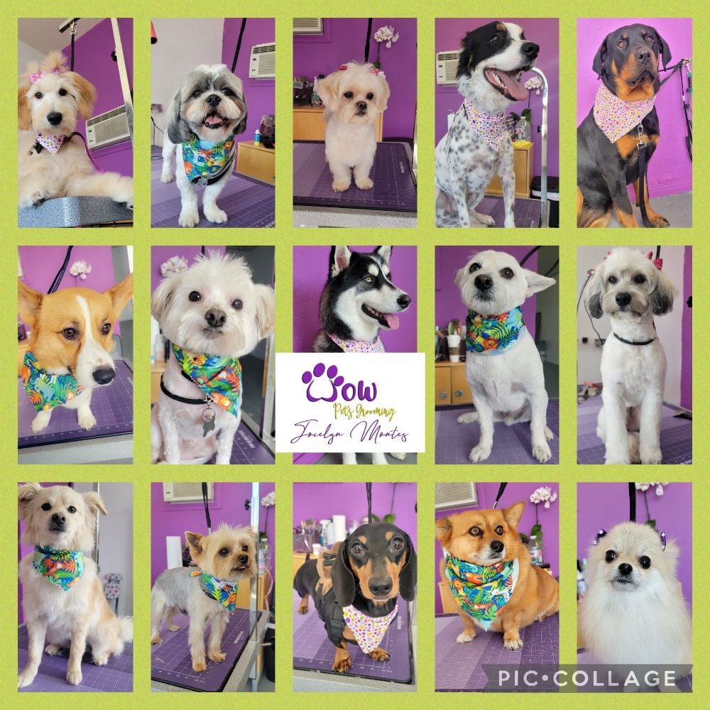 WOW PET’S GROOMING Updated September 2024 22 Photos & 14 Reviews