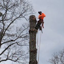 We Tree Services - Corte de arboles