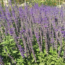 Vista Growers