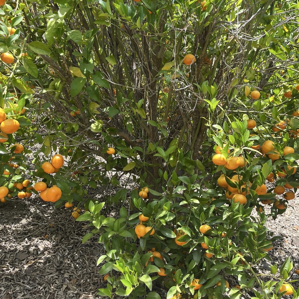 Sunmist tangerines  very sweet and delicious