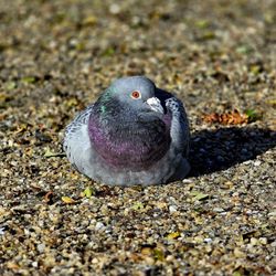 Byparken - Sunbathing pigeon