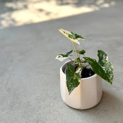 Evergreen Nursery - Syngonium podophyllum (aka arrowhead plant)  - adding this :)