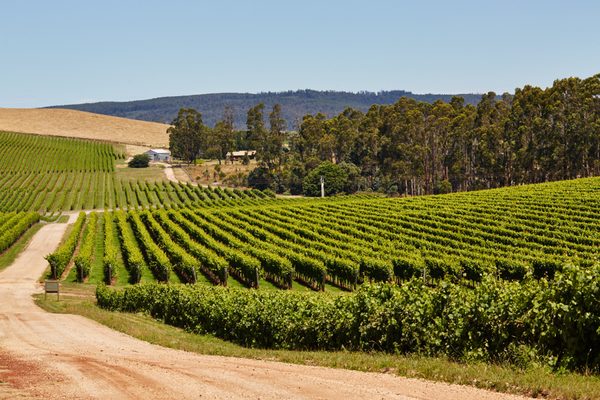 Pipers Brook Vineyard by null