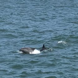 Dolphin