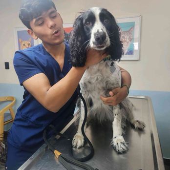 MexiVet Express - Ollie at the vet clinic. - Veterinarians Near Me