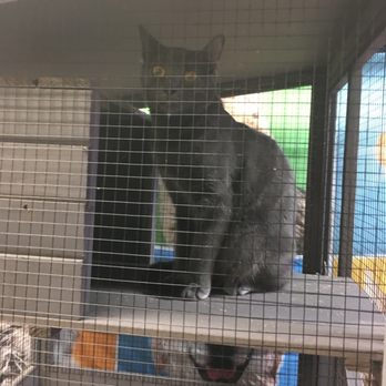 United For Animals Rescue - Russian Blue - Animal Shelters Near Me - Margate, Florida