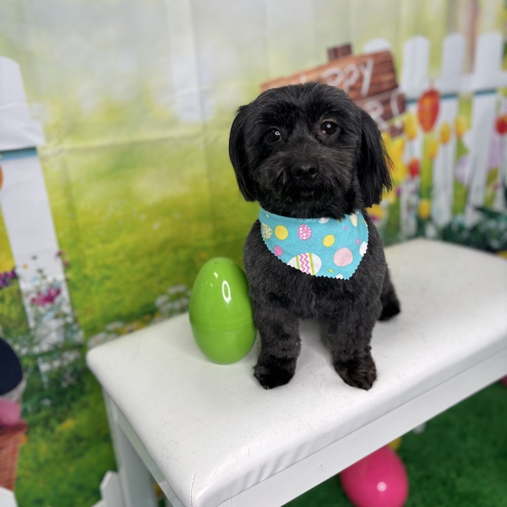 Royalty Pet Spa - Pet Groomers Near Me - Las Vegas, Nevada Royalty Pet Spa - Pet Groomers Near Me - Las Vegas, Nevada