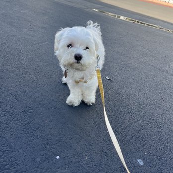 Discount Pets - Pickles before - Pet Groomers Near Me - Anaheim, California
