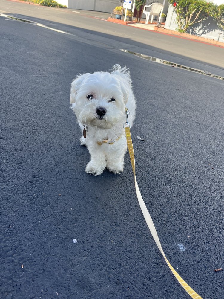 Pickles before grooming