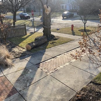 Simo Brothers - 40 minutes later - Tree Services Near Me - Lake Bluff, Illinois Simo Brothers - 40 minutes later - Tree Services Near Me - Lake Bluff, Illinois