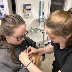 Loving Care Animal Clinic - Veterinary Assistants cleaning ears