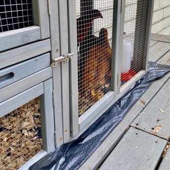 Tractor Supply - My chicks are now chicken's wow they can eat keeps me visiting the store just awaiting on my eggs. They have Ducks  today - Farming Equipment Near Me - Harrisburg, North Carolina