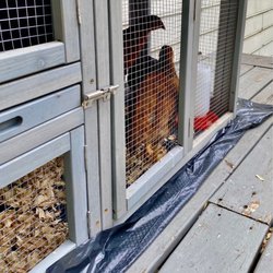 Tractor Supply - My chicks are now chicken's wow they can eat keeps me visiting the store just awaiting on my eggs. They have Ducks  today