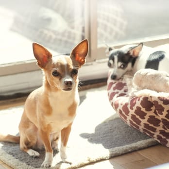 Throw Me A Bone - Pet Training Near Me - Long Island City, New York Throw Me A Bone - Pet Training Near Me - Long Island City, New York