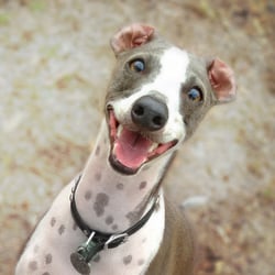 Pet Pursuits - Sit with a smile!