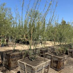 Amigos Nursery