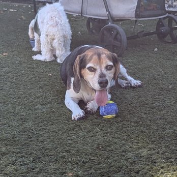 Village Green Dog Park - Dog Parks Near Me - Mountain View, California