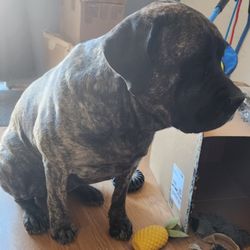 Bernalillo Pet Care Center - Princess Cloudy the Mastiff
