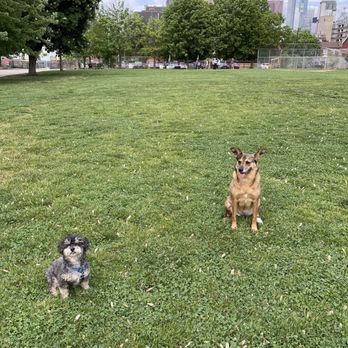 Mellow Vibes Dog Training - Pet Training Near Me - Toronto, Ontario Mellow Vibes Dog Training - Pet Training Near Me - Toronto, Ontario