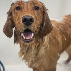 Pet Styling by Sherry Giftly Email, Text or Print, 13707 West Rd