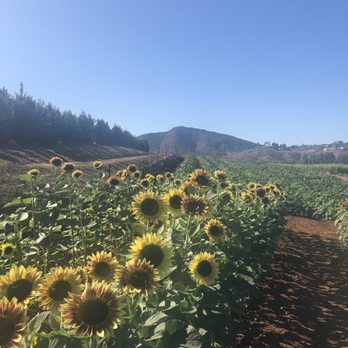 Pumpkin Station - The sunflowers! - Farms Near Me - Escondido, California