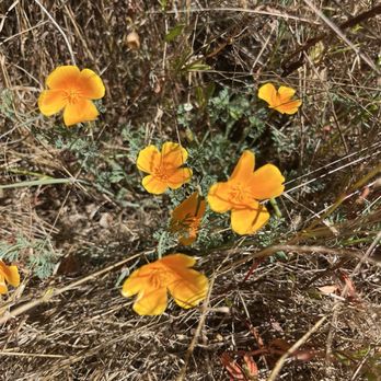 Sky Trail - Late season poppies - Hiking Near Me