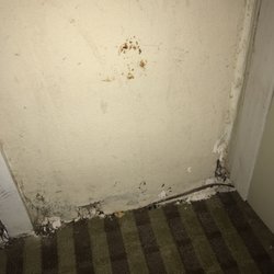 Plaza Inn - Vermin pictured, Dirty/unsanitary. Ceiling, wall, "baseboards" falling apart, nails sticking out of walls etc