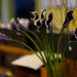 Your Enchanted Florist