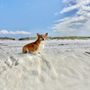 Pensacola Dog Beach