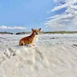 Pensacola Dog Beach