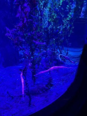 SEA LIFE Kelly Tarlton's Aquarium by null