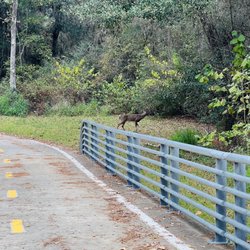 Cypresswood Trails
