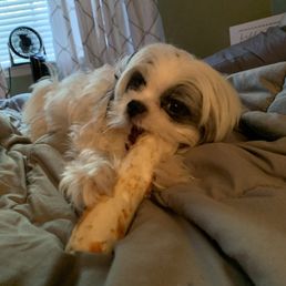 Jax has a favorite chew bone from there...... he loves them! Jax has a favorite chew bone from there...... he loves them!